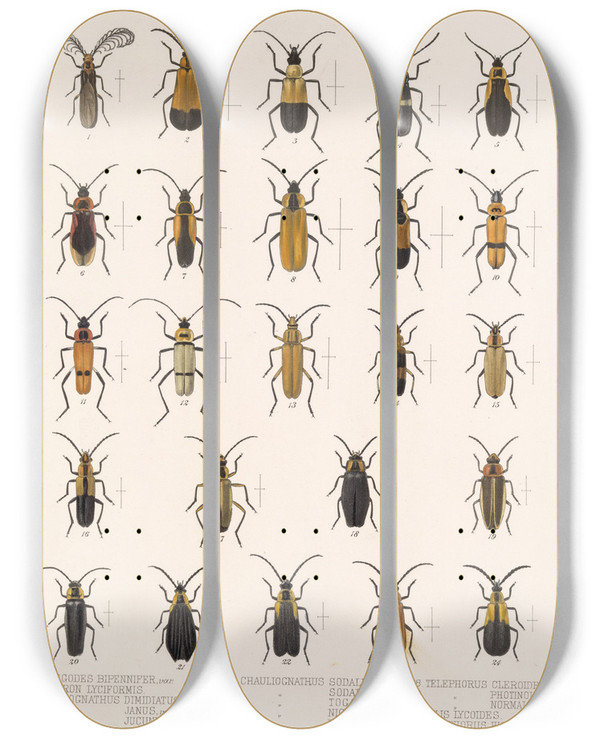 Triptych art skateboard deck of Frederick Ducane Godman Insecta Coleoptera Pl 087 by Frederick Ducane Godman (1834-1919)