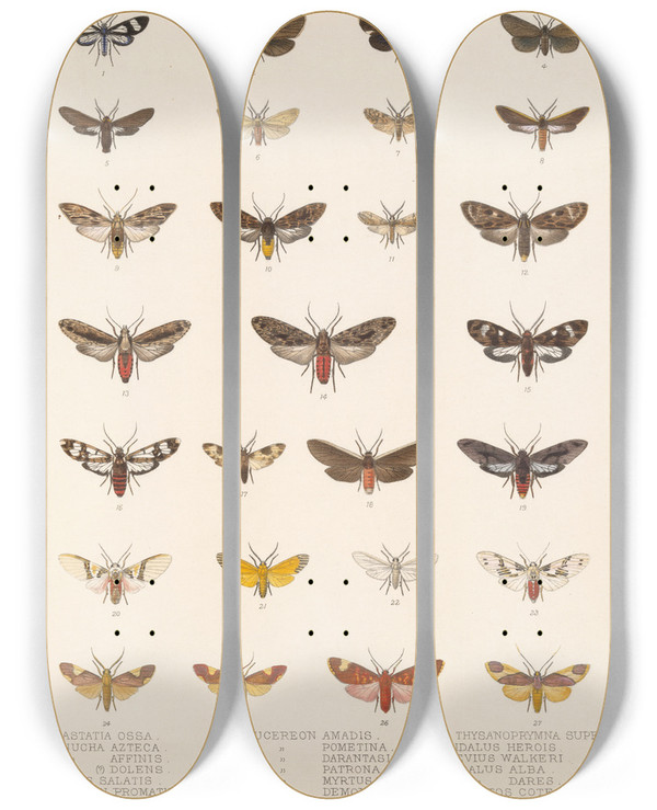 Triptych art skateboard deck of Frederick Ducane Godman Insecta Lepidopteraheterocera Pl 073 by Frederick Ducane Godman (1834-1919)