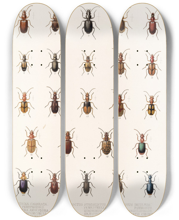 Triptych art skateboard deck of Frederick Ducane Godman Insecta Coleoptera Pl 032 by Frederick Ducane Godman (1834-1919)