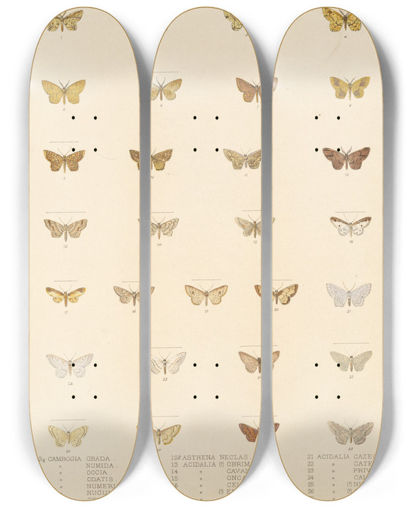 Triptych art skateboard deck of Frederick Ducane Godman Insecta Lepidopteraheterocera Pl 052 by Frederick Ducane Godman (1834-1919)