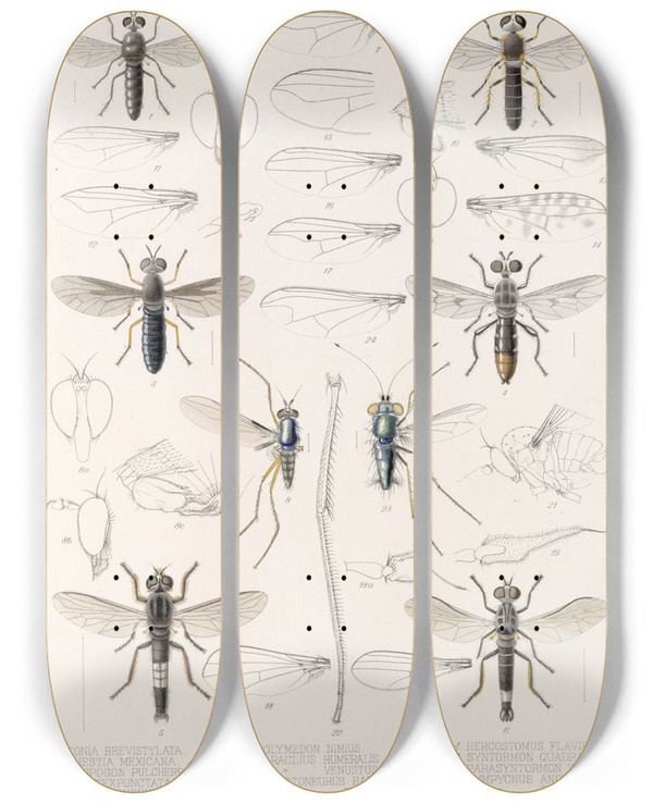 Triptych art skateboard deck of Frederick Ducane Godman Insecta Diptera Pl 08 by Frederick Ducane Godman (1834-1919)