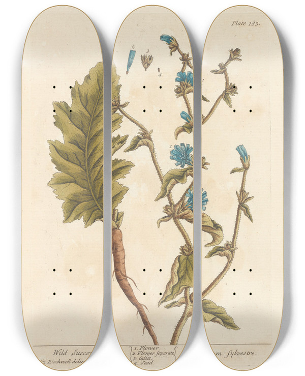Triptych art skateboard deck of Elizabeth Blackwell Wild Succory by Elizabeth Blackwell (1707-1758)