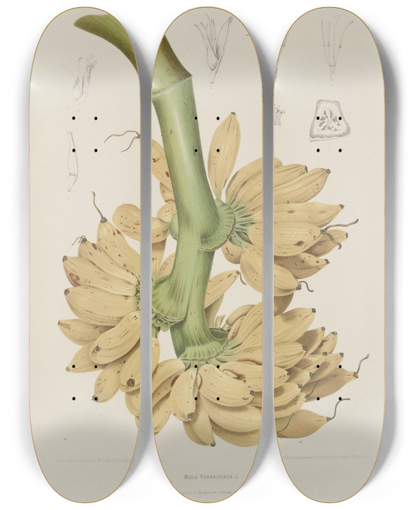 Triptych art skateboard deck of Berthe Hoola Van Nooten Fleurs Fruits Et Feuillages Choisis De Lille De Java Pl34 by Berthe Hoola Van Nooten (1817-1892)