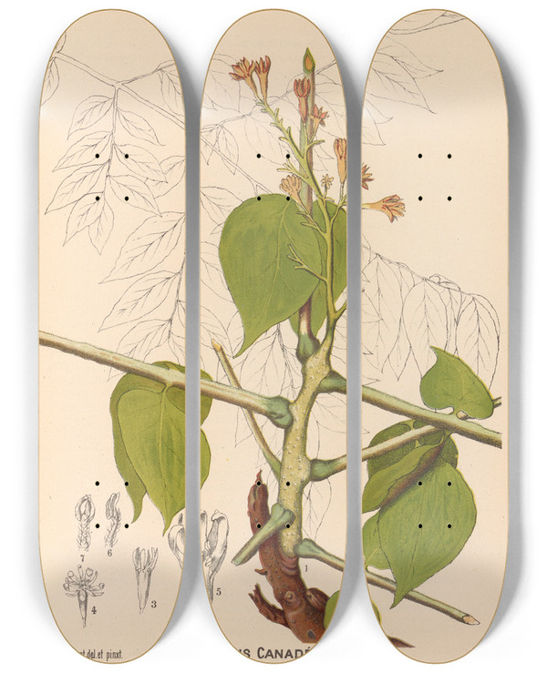 Triptych art skateboard deck of Charles Frederick Millspaugh Medicinal Plants Pl146 by Charles Frederick Millspaugh (1854-1923)