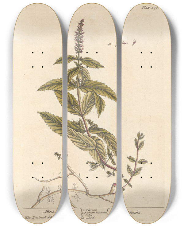 Triptych art skateboard deck of Elizabeth Blackwell Mint by Elizabeth Blackwell (1707-1758)