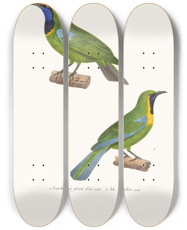 Triptych art skateboard deck of Coenraad Jacob Temminck Verdin A Front Dor by Coenraad Jacob Temminck (1778-1858)