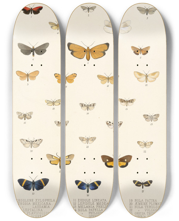 Triptych art skateboard deck of Frederick Ducane Godman Insecta Lepidopteraheterocera Pl 013 by Frederick Ducane Godman (1834-1919)