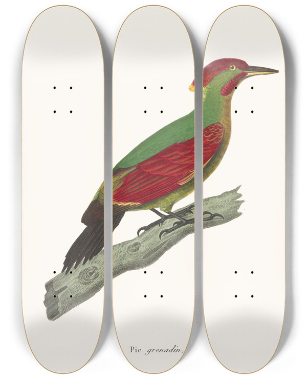 Triptych art skateboard deck of Coenraad Jacob Temminck Pic Grenadin by Coenraad Jacob Temminck (1778-1858)