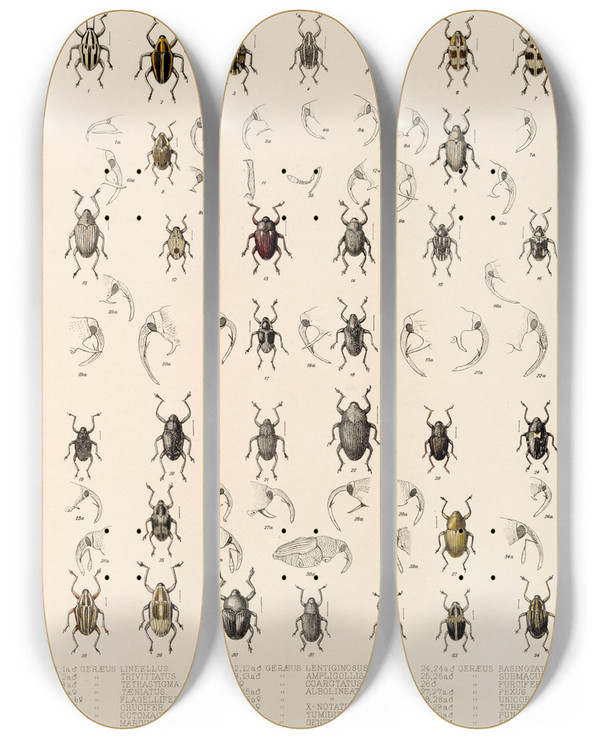 Triptych art skateboard deck of Frederick Ducane Godman Insecta Coleoptera Pl 189 by Frederick Ducane Godman (1834-1919)