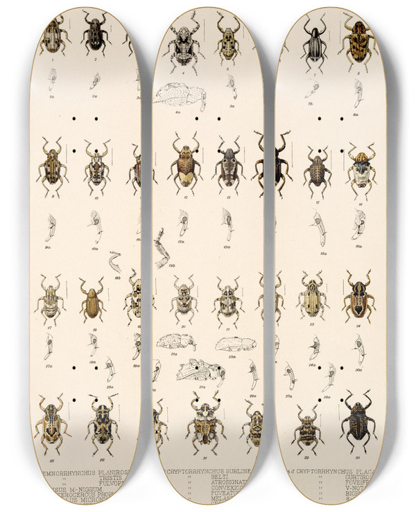 Triptych art skateboard deck of Frederick Ducane Godman Insecta Coleoptera Pl 170 by Frederick Ducane Godman (1834-1919)