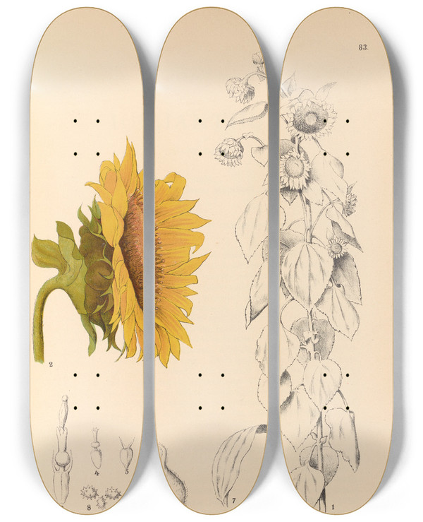 Triptych art skateboard deck of Charles Frederick Millspaugh Medicinal Plants Pl176 by Charles Frederick Millspaugh (1854-1923)