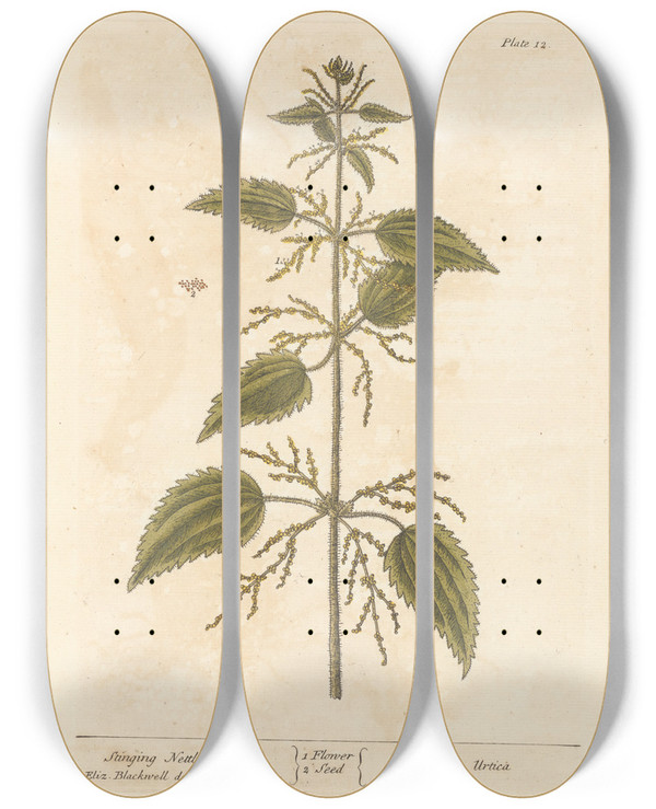 Triptych art skateboard deck of Elizabeth Blackwell Stinging Nettle by Elizabeth Blackwell (1707-1758)