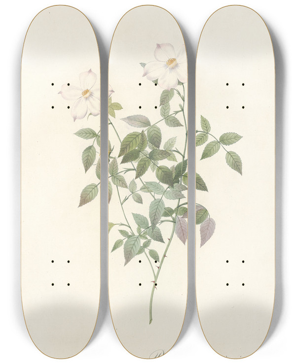 Triptych art skateboard deck of Pierre Joseph Redout Rosa Indica Acuminata by Pierre Joseph Redoute (1759-1840)