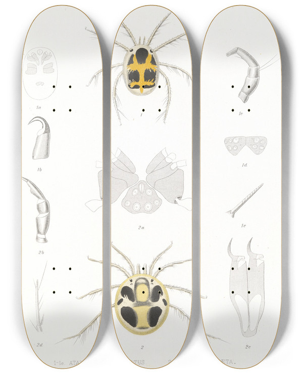 Triptych art skateboard deck of Frederick Ducane Godman Arachnida Acaridea Pl 08 by Frederick Ducane Godman (1834-1919)