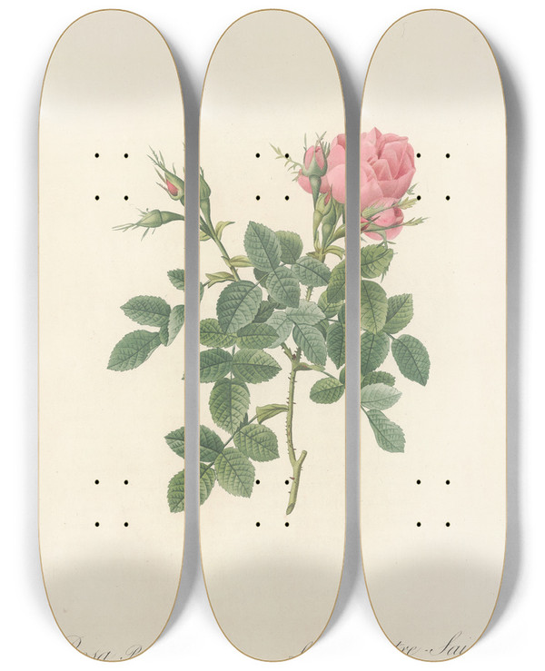 Triptych art skateboard deck of Pierre Joseph Redout Rosa Bifera Pumila by Pierre Joseph Redoute (1759-1840)