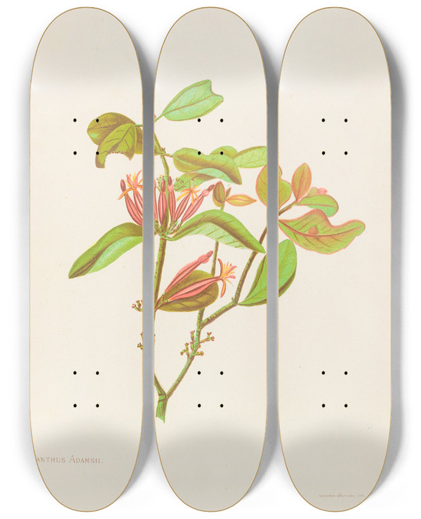Triptych art skateboard deck of Georgina Burne Hetley Loranthus Adamsii by Georgina Burne Hetley (1832-1898)
