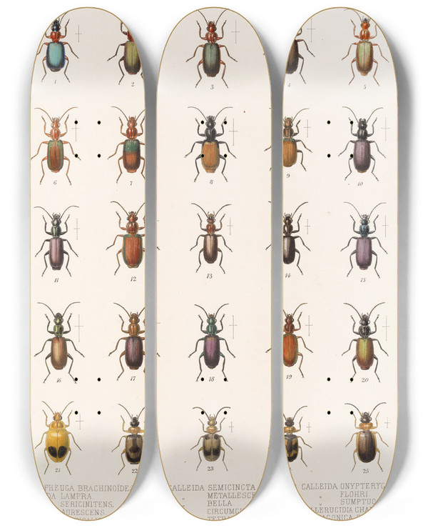Triptych art skateboard deck of Frederick Ducane Godman Insecta Coleoptera Pl 033 by Frederick Ducane Godman (1834-1919)