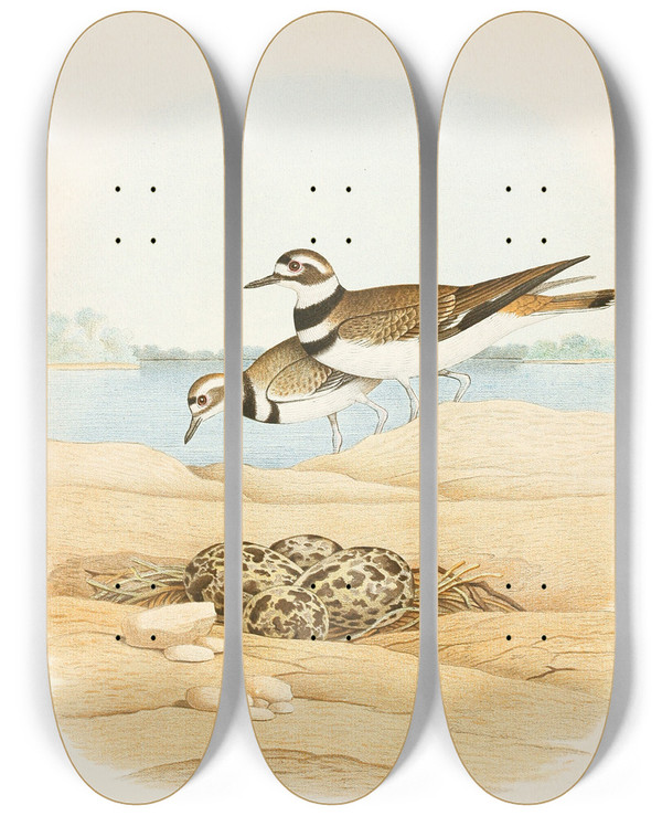 Triptych art skateboard deck of Edwin L Sheppard Killdeer by Edwin L Sheppard (1904)