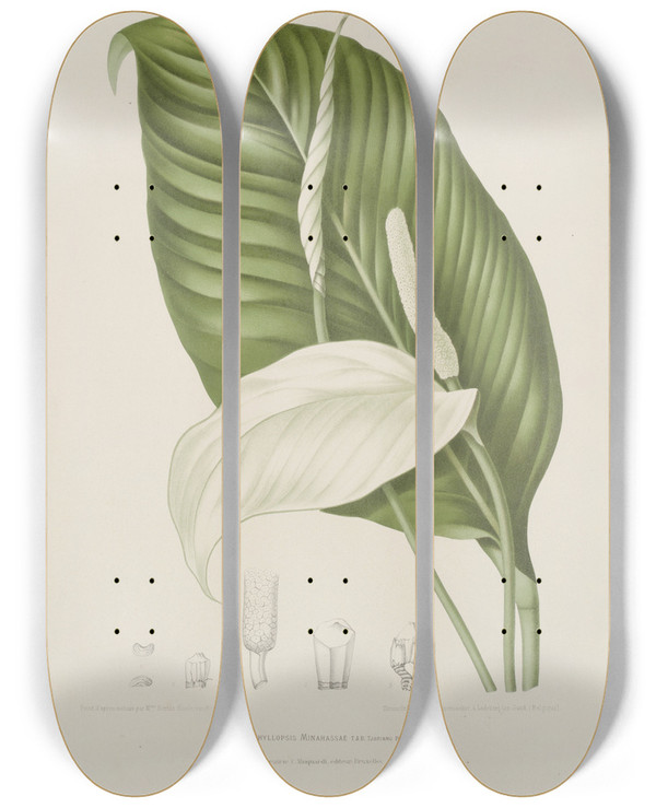 Triptych art skateboard deck of Berthe Hoola Van Nooten Fleurs Fruits Et Feuillages Choisis De Lille De Java Pl14 by Berthe Hoola Van Nooten (1817-1892)