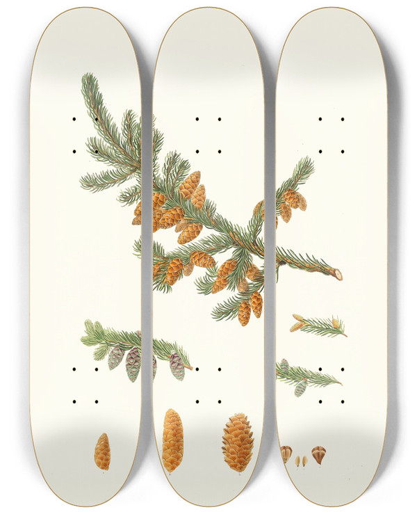 Triptych art skateboard deck of Aylmer Bourke Lambert Pinus Rubra Newfoundland Red Pine by Aylmer Bourke Lambert (1761-1842)