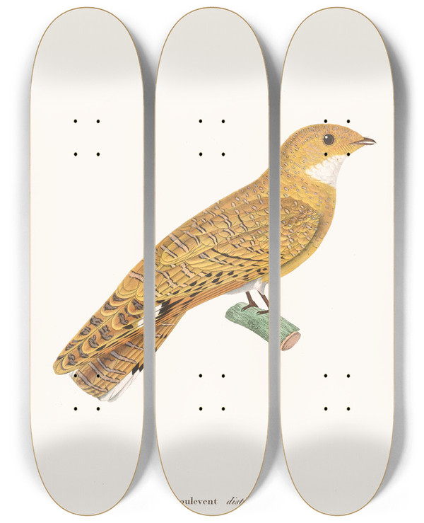 Triptych art skateboard deck of Coenraad Jacob Temminck Engoulevent Distingue by Coenraad Jacob Temminck (1778-1858)