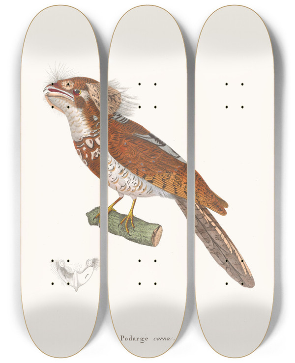 Triptych art skateboard deck of Coenraad Jacob Temminck Podarge Cornu by Coenraad Jacob Temminck (1778-1858)