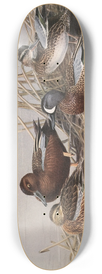 Allan Brooks - Cinnamon Teal, Blue-Winged Teal 8.25 inch art skate deck