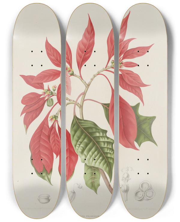 Triptych art skateboard deck of Berthe Hoola Van Nooten Fleurs Fruits Et Feuillages Choisis De Lille De Java Pl17 by Berthe Hoola Van Nooten (1817-1892)