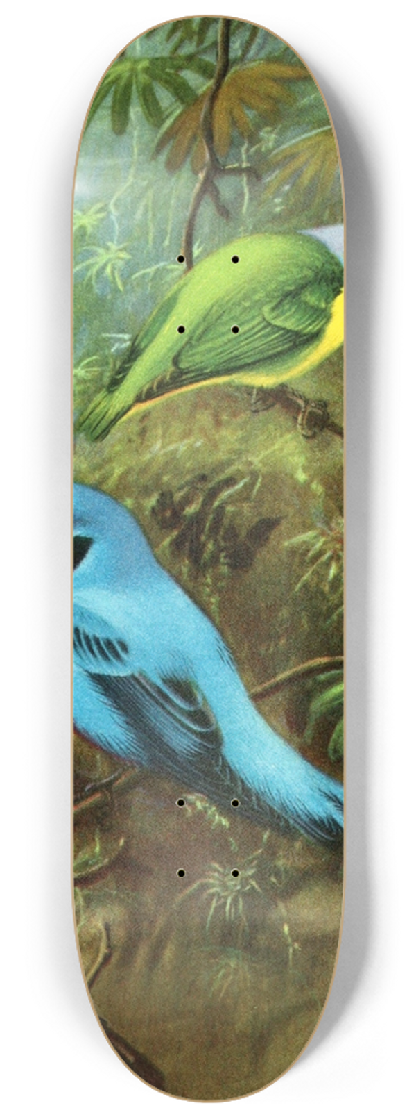 Allan Brooks - Costa Rican tanager and lovely cotinga 8.25 inch art skate deck