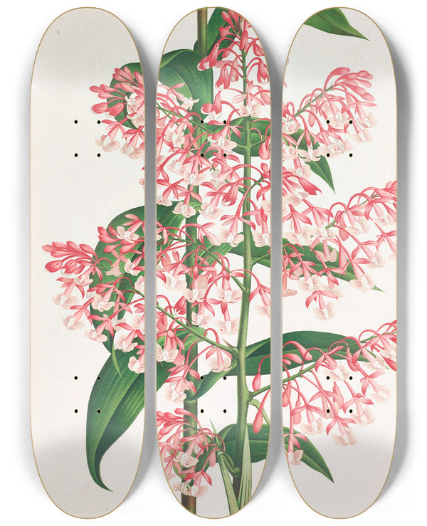 Triptych art skateboard deck of Jean Jules Linden Epidendrum Paniculatum by Jean Jules Linden (1817-1898)