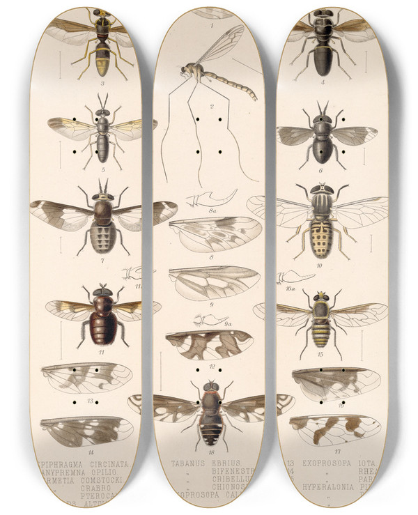 Triptych art skateboard deck of Frederick Ducane Godman Insecta Diptera Pl 03 by Frederick Ducane Godman (1834-1919)
