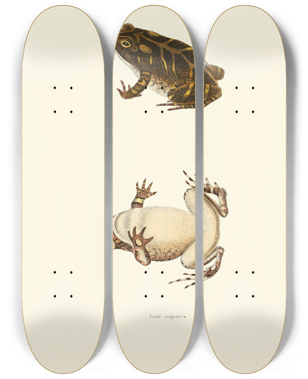 Triptych art skateboard deck of John Edwards Holbrook Bufo Cognatus by John Edwards Holbrook (1796-1871)