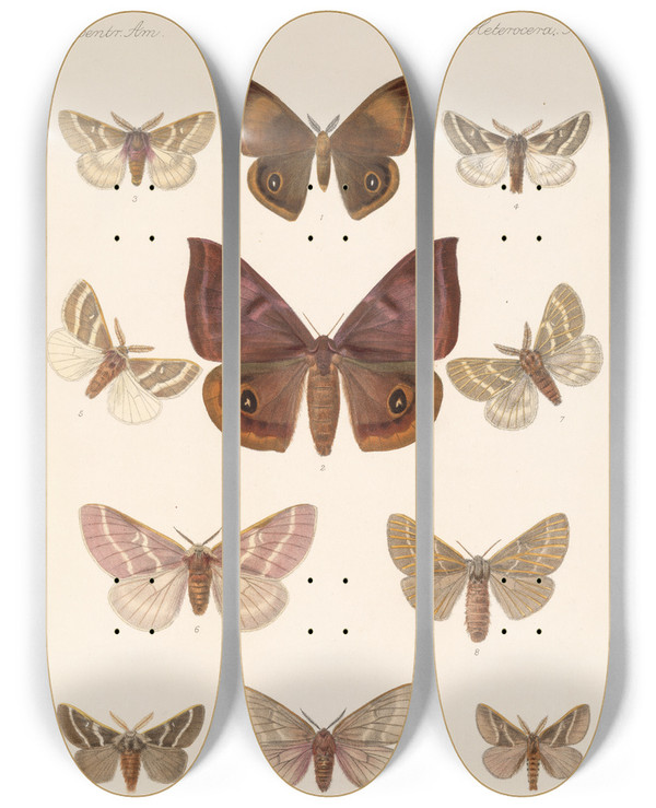 Triptych art skateboard deck of Frederick Ducane Godman Insecta Lepidopteraheterocera Pl 082 by Frederick Ducane Godman (1834-1919)