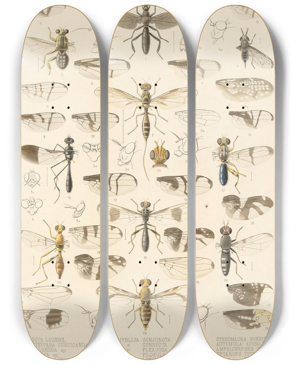 Triptych art skateboard deck of Frederick Ducane Godman Insecta Diptera Pl 18 by Frederick Ducane Godman (1834-1919)