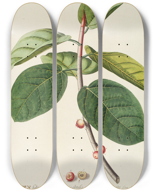 Triptych art skateboard deck of Georg Dionysius Ehret Ficus by Georg Dionysius Ehret (1708-1770)