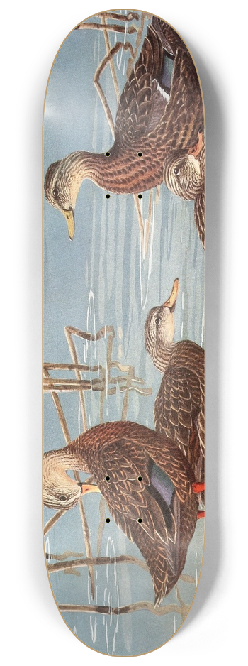 Allan Brooks - Florida Dusky Duck, Mexican Duck 8.25 inch art skate deck