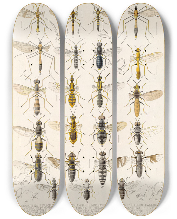 Triptych art skateboard deck of Frederick Ducane Godman Insecta Diptera Pl 06 by Frederick Ducane Godman (1834-1919)