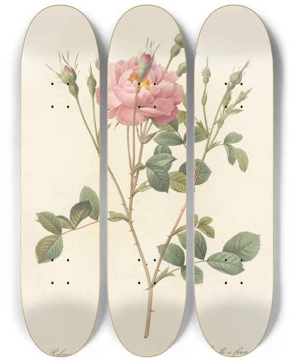 Triptych art skateboard deck of Pierre Joseph Redout Rosa Rubiginosa Anemoneflora by Pierre Joseph Redoute (1759-1840)