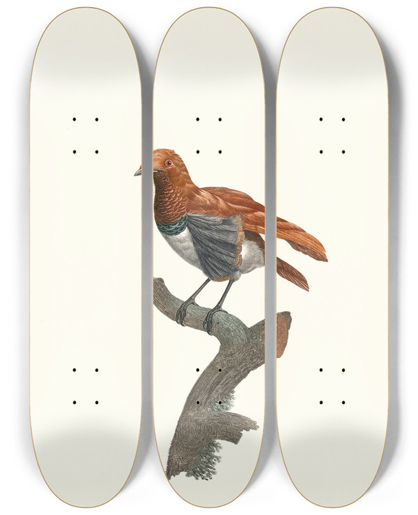 Triptych art skateboard deck of Jacques Barraband Varit De Manucode by Jacques Barraband (1767-1809)