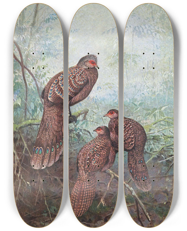 Triptych art skateboard deck of George Edward Lodge Grey Peacock Pheasant by George Edward Lodge (1860-1954)
