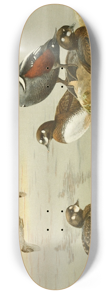 Allan Brooks - Harlequin Duck 8.25 inch art skate deck