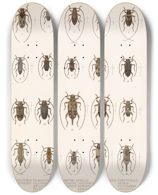 Triptych art skateboard deck of Frederick Ducane Godman Insecta Coleoptera Pl 219 by Frederick Ducane Godman (1834-1919)
