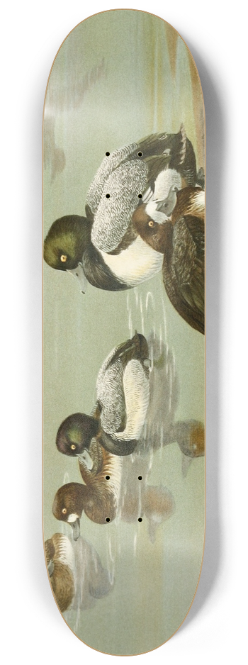 Allan Brooks - Lesser Scaup Duck, Scaup Duck 8.25 inch art skate deck