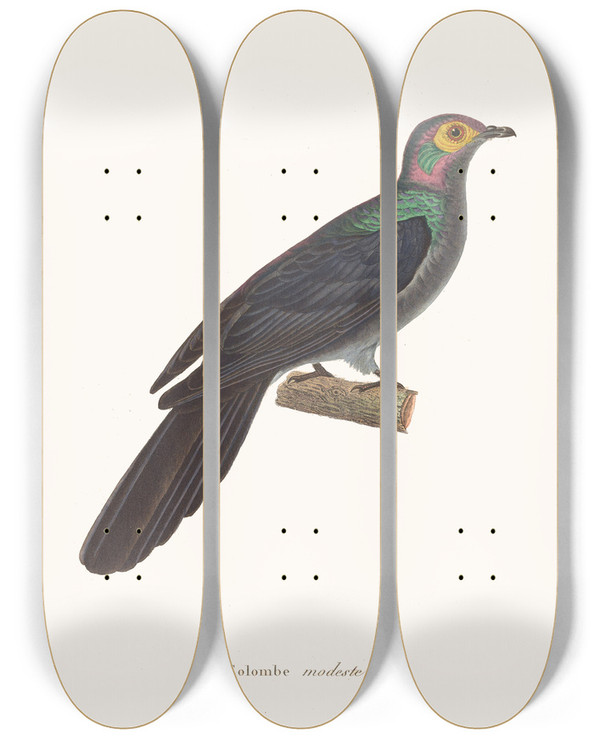 Triptych art skateboard deck of Coenraad Jacob Temminck Colombe Modeste by Coenraad Jacob Temminck (1778-1858)