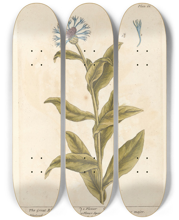 Triptych art skateboard deck of Elizabeth Blackwell The Great Blewbottle by Elizabeth Blackwell (1707-1758)