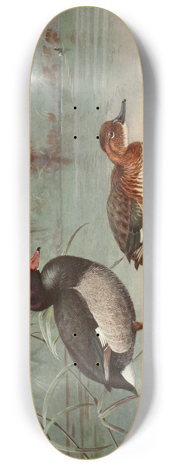 Allan Brooks - Rosy-Billed Duck 8.25 inch art skate deck