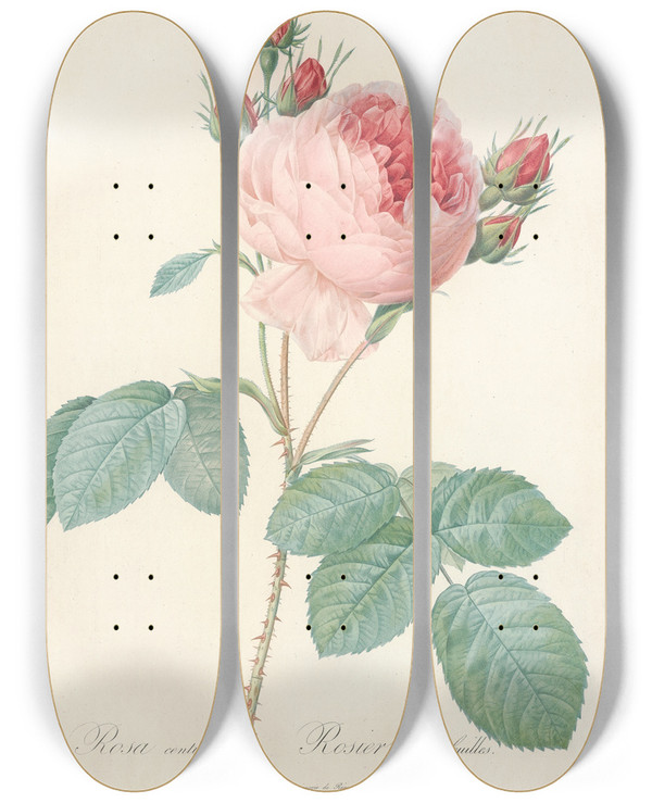 Triptych art skateboard deck of Pierre Joseph Redout Rosa Centifolia by Pierre Joseph Redoute (1759-1840)