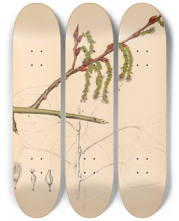 Triptych art skateboard deck of Charles Frederick Millspaugh Medicinal Plants Pl060 by Charles Frederick Millspaugh (1854-1923)