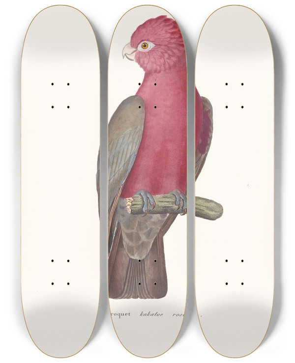 Triptych art skateboard deck of Coenraad Jacob Temminck Perroquet Kakatoe Rosalbin by Coenraad Jacob Temminck (1778-1858)