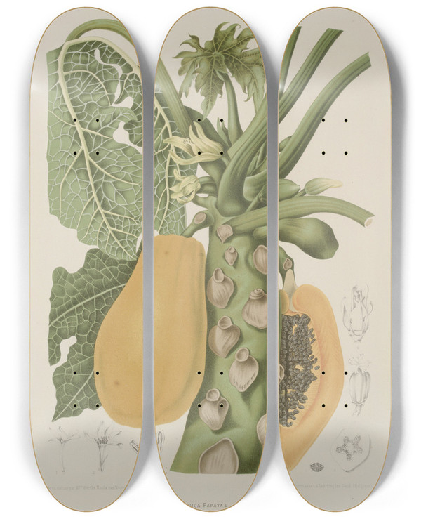 Triptych art skateboard deck of Berthe Hoola Van Nooten Fleurs Fruits Et Feuillages Choisis De Lille De Java Pl40 by Berthe Hoola Van Nooten (1817-1892)
